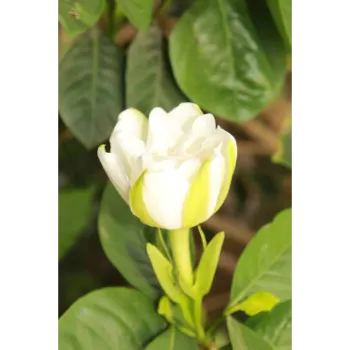 Natural Jasmine Plants